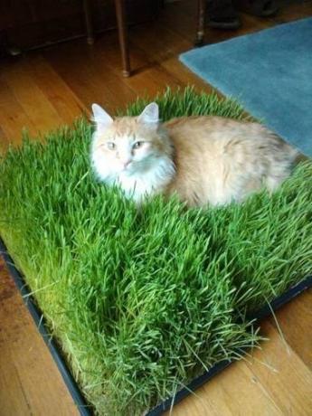 Pad av gräs för katt