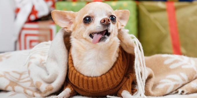 små hundar: Chihuahua