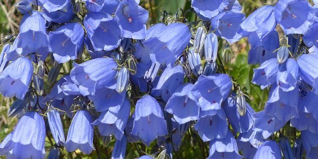 Perenner, blommande hela sommaren: Bellflower