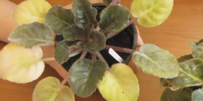 Hur ta hand om violer: gulfärgning av blad