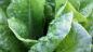Hela sanningen om superfudah: det bra gojibär och Chia frön, som man säger om dem