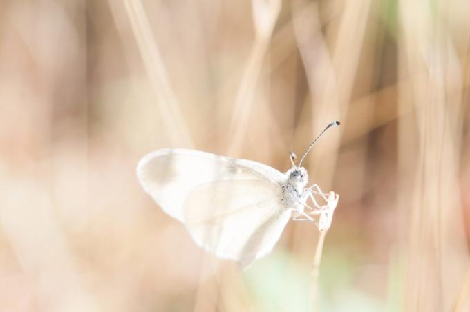 hur vacker att fotografera en fjäril