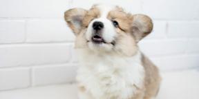 Corgi: foto, karaktär, fördelar och nackdelar med rasen