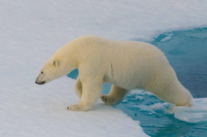 Intressanta fakta: isbjörnar kan inte detekteras med en värmekamera