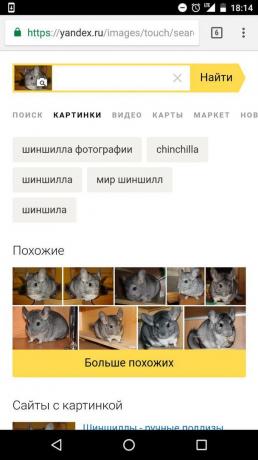 "Yandex" bestämningen av djuret på bilden