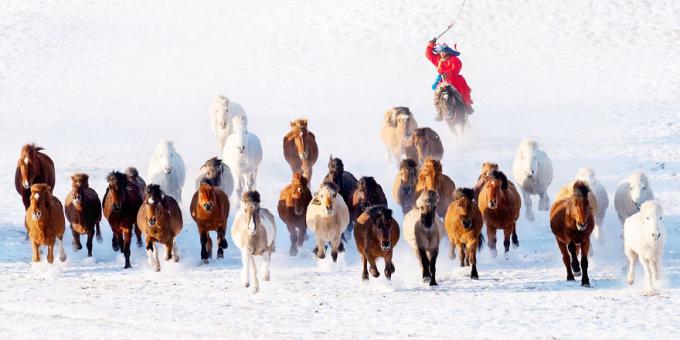 snö ryttare i Mongoliet. 