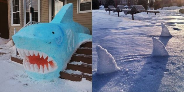 Shark snö