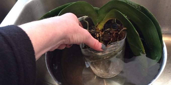 Hur man vattna orkidén: dyk, ta en djup skål eller annan behållare