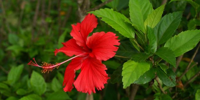 Krävande växter: hibiskus