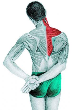 Anatomi stretching: trapezius, supraspinatus, deltoidmuskeln