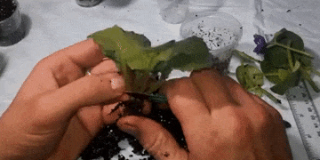Hur ta hand om violer: om rötterna har ruttnat helt klippa dem