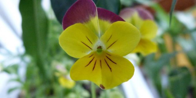 Opretentiös blommor för blomsterrabatter: Three-färgad Viola