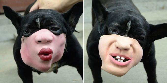 hund mask