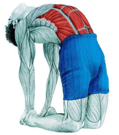 Anatomi stretching: kamel pose