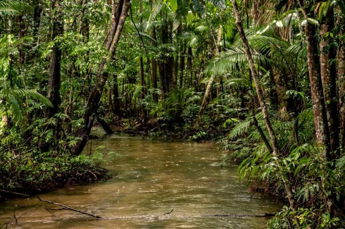 Intressanta fakta: 20% av det syre som produceras i Amazon skogen