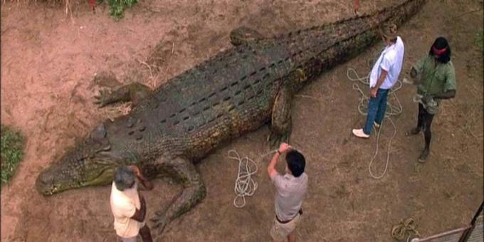 Crocodile Films: "Dark Times"