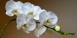 Hur ta hand om orkidéer av olika sorter