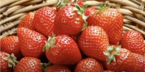 När och hur man planterar jordgubbar för plantor för att plocka bär i år