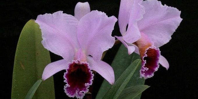 Hur ta hand om orkidéer