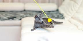 Rysk blå katt: beskrivning, natur och regler för vård