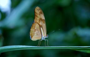 Så vackert att fotografera en fjäril: 8 tips