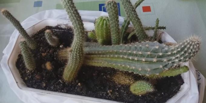 Hur ta hand om kaktusar: Deformation på grund av bristen på ljus