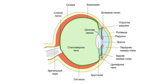Strukturen av ögat