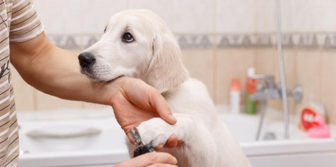 Regelbundet inspektera ditt husdjur tassar