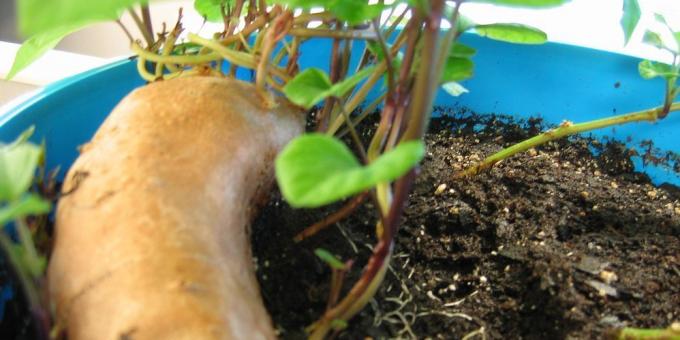Hur man odlar sötpotatis hemma