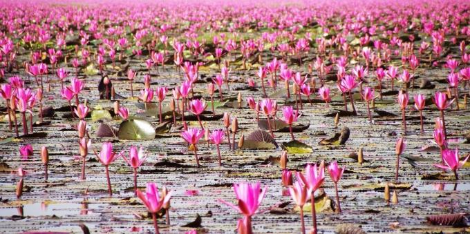 Asian territorium lockar medvetet turister: Lake Nong Han Kumphavapi, Thailand