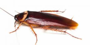 Biter kackerlackor och hur kan de annars vara farliga