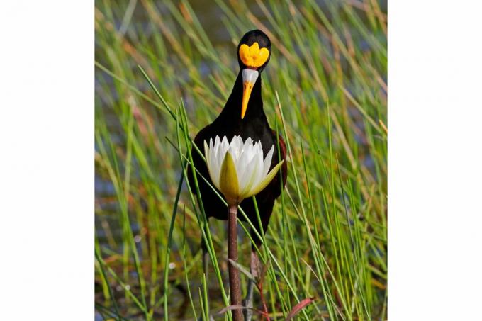 De bästa fågelbilderna från National Audubon Society-tävlingen