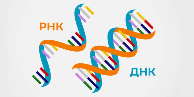 Hur man gör ett koronavirustest: RNA och DNA