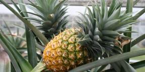 Hur man odlar ananas hemma: steg för steg guide