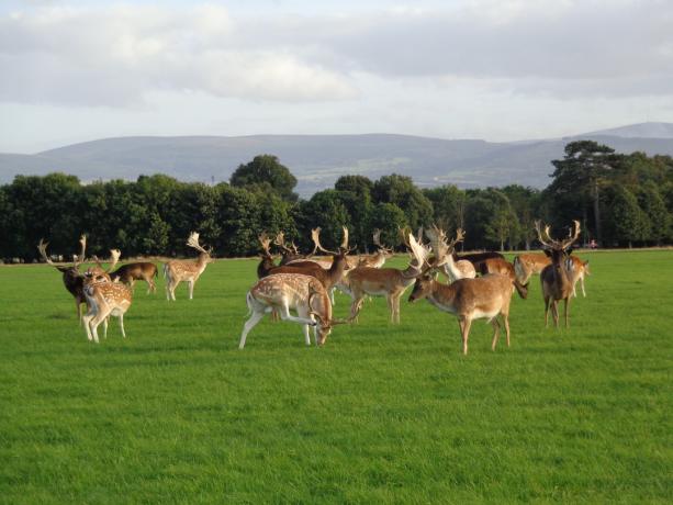 Phoenix Park i Dublin