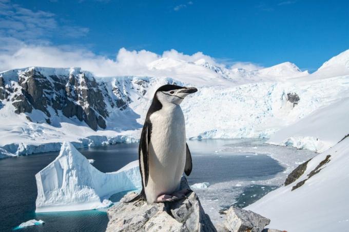 Antarktis: foto av en pingvin