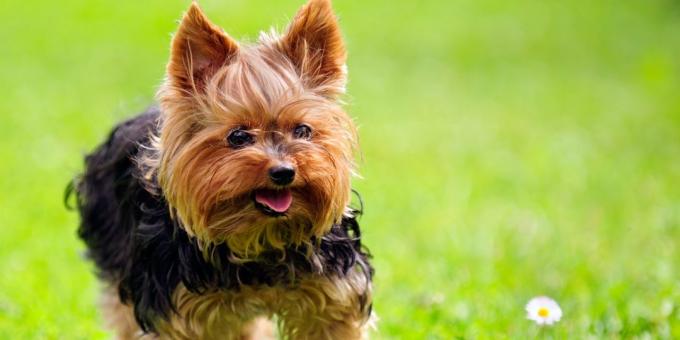 föda upp hundar för lägenheten: Yorkshire terrier