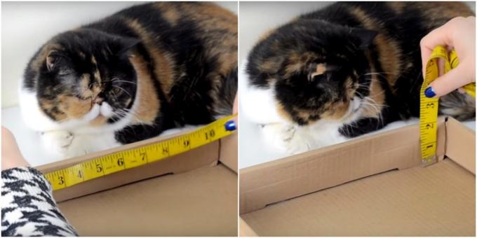 DIY kattskraparstolpe: gör mätningar